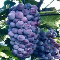 谭平林产品供应精选 十大果树苗木与绿化苗全解析（第10页）