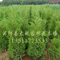 江苏沭阳太航园林花木场产品纵览 绿化苗木、种子及地被植物供应