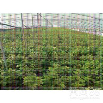 山西地区适宜种植的含香樱桃树苗品种推荐与栽培要点