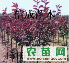 江苏信成苗木 专业供应紫叶李，农苗网一站式采购指南