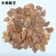 木荷种子全面解析 最新产品参考与选购指南