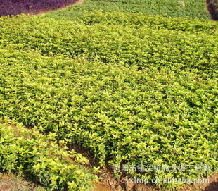 镇头湘龙杨三苗圃 精品桂花打造园林绿化新热点