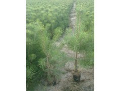 青松苗圃 一站式苗木种子供应，打造专业绿化解决方案