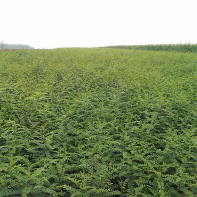 迎春园艺场 优质皂角树苗与种子，打造绿色经济新选择