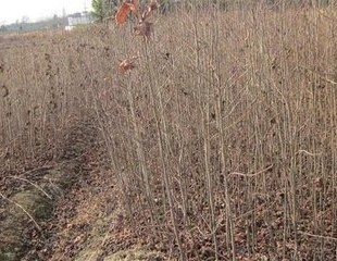 大量供应地径2-5公分枫香/大量造林枫香小苗及种子