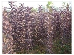 大量绿化苗木供应 珍珠绣线菊、紫叶稠李与三角枫种子