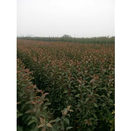 日照海棠 品质苗木与药材种植的专业选择