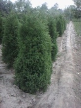 漳州绿化苗 优质种苗、种子与种球批发供应指南