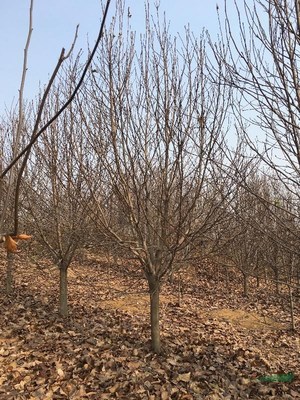 南召县苗木种子购销中心 优质种子苗木的供应基地