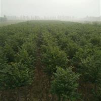 圆冠榆的优质种子种类与山东聊城东岳苗木基地的专业供应